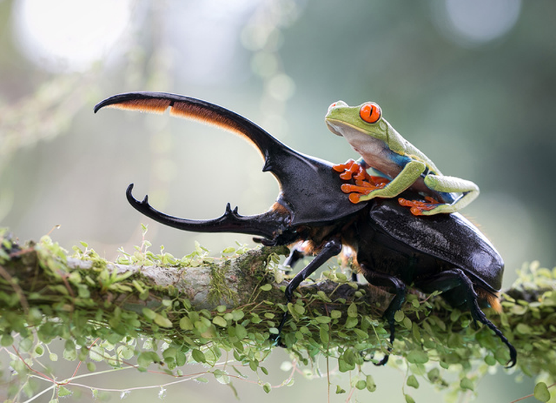 Illustration for article titled The finalists for 2014's Sony World Photography Awards are outstanding